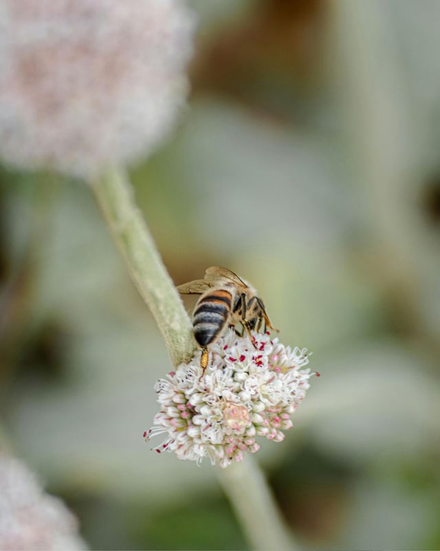 Bee on flower - Bee Natural Cleaning